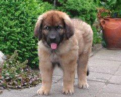 Leonberger — 6