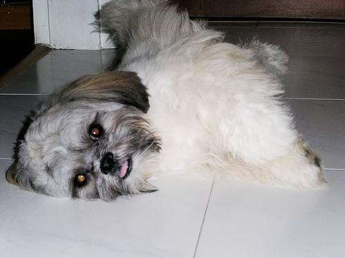 Lhasa Apso — 1