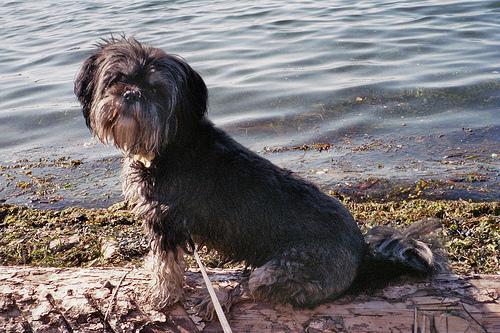 Lhasa Apso — 2