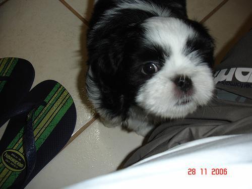 Lhasa Apso — 3