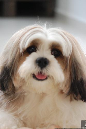 Lhasa Apso — 4