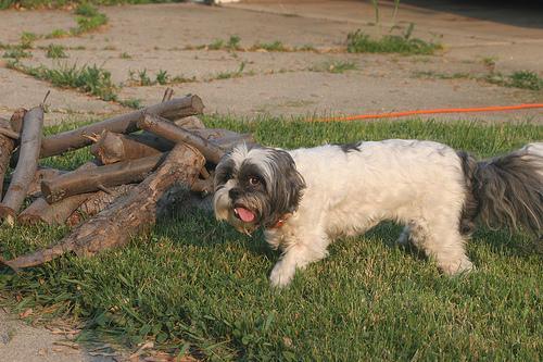 Lhasa Apso — 5