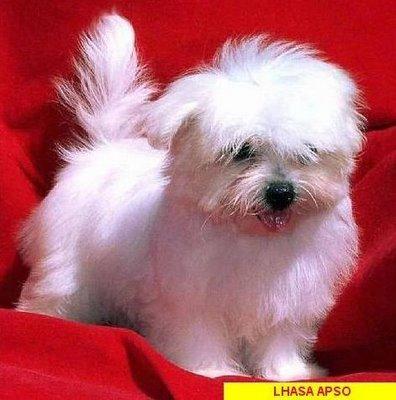 Lhasa Apso — 6