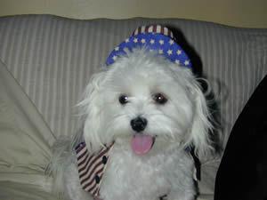 Maltese — 1