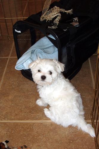 Maltese — 2
