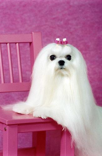 Maltese — 3
