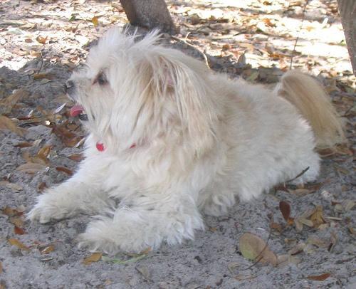 Maltese — 4