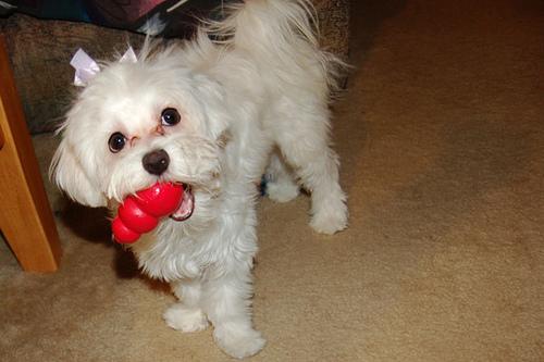 Maltese — 5
