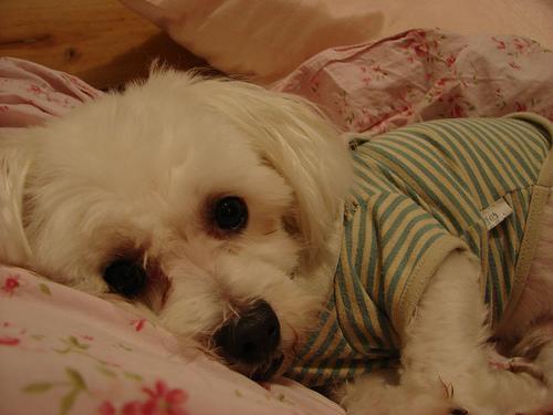 Maltese — 6