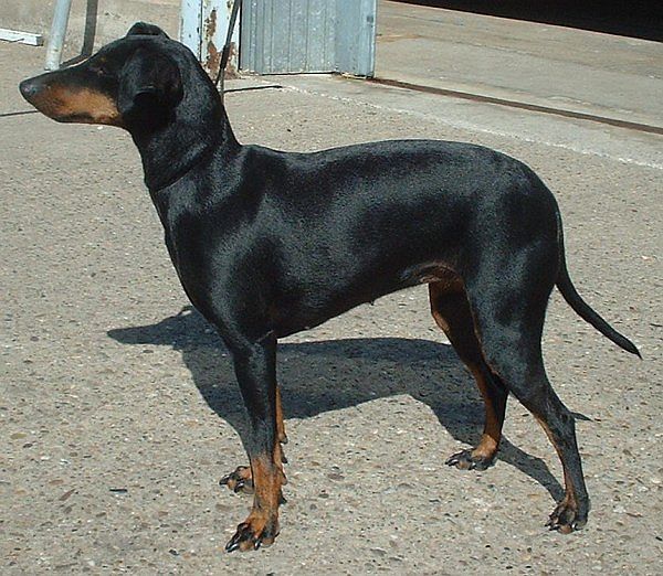 Manchester Terrier (Standard) — 1