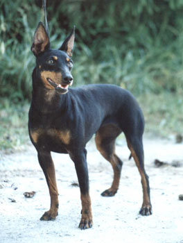 Manchester Terrier (Standard) — 3