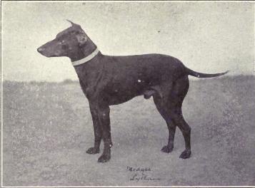Manchester Terrier (Standard) — 4