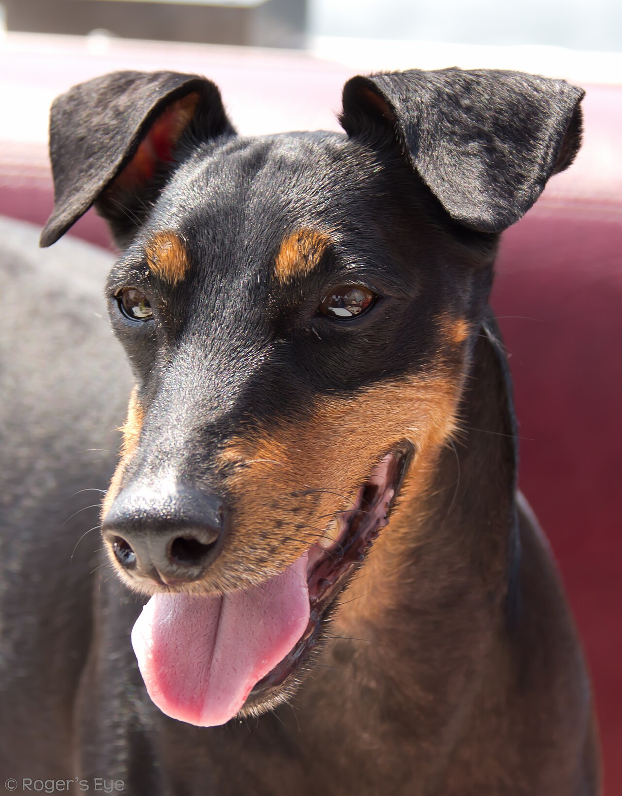 Manchester Terrier (Standard) — 6