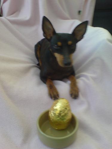 Manchester Terrier (Toy) — 1