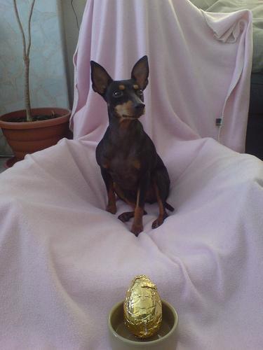 Manchester Terrier (Toy) — 2