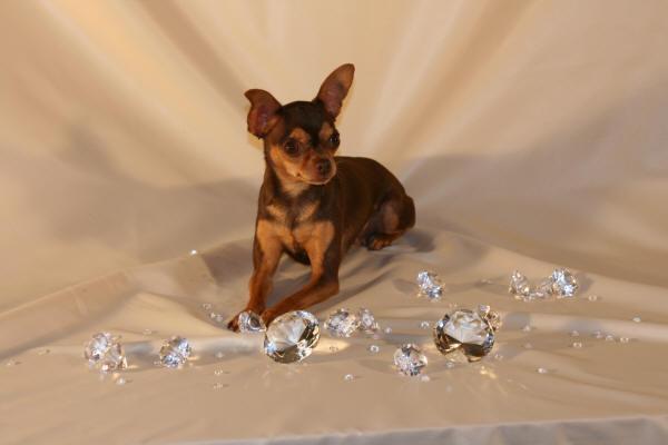 Manchester Terrier (Toy) — 4