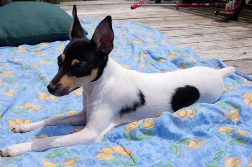 Manchester Terrier (Toy) — 5