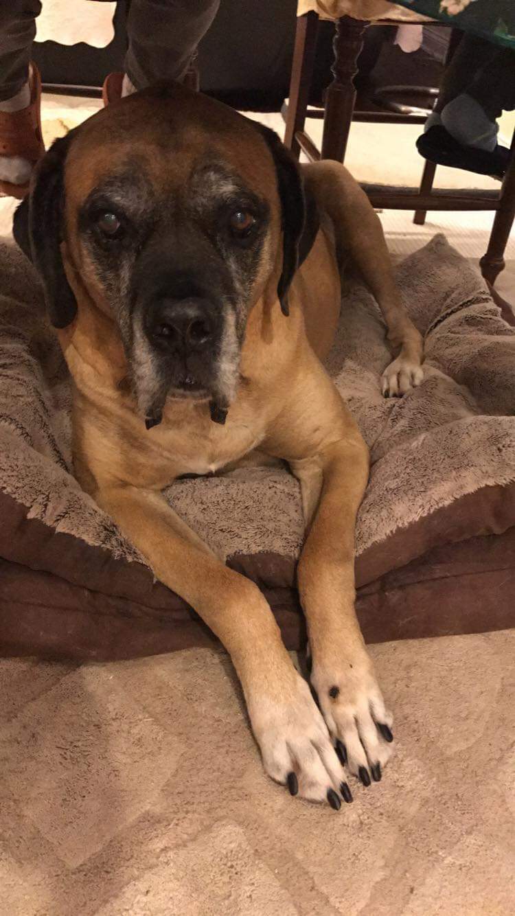 Mastiff — 1