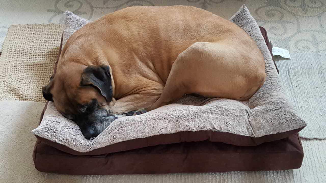 Mastiff — 2