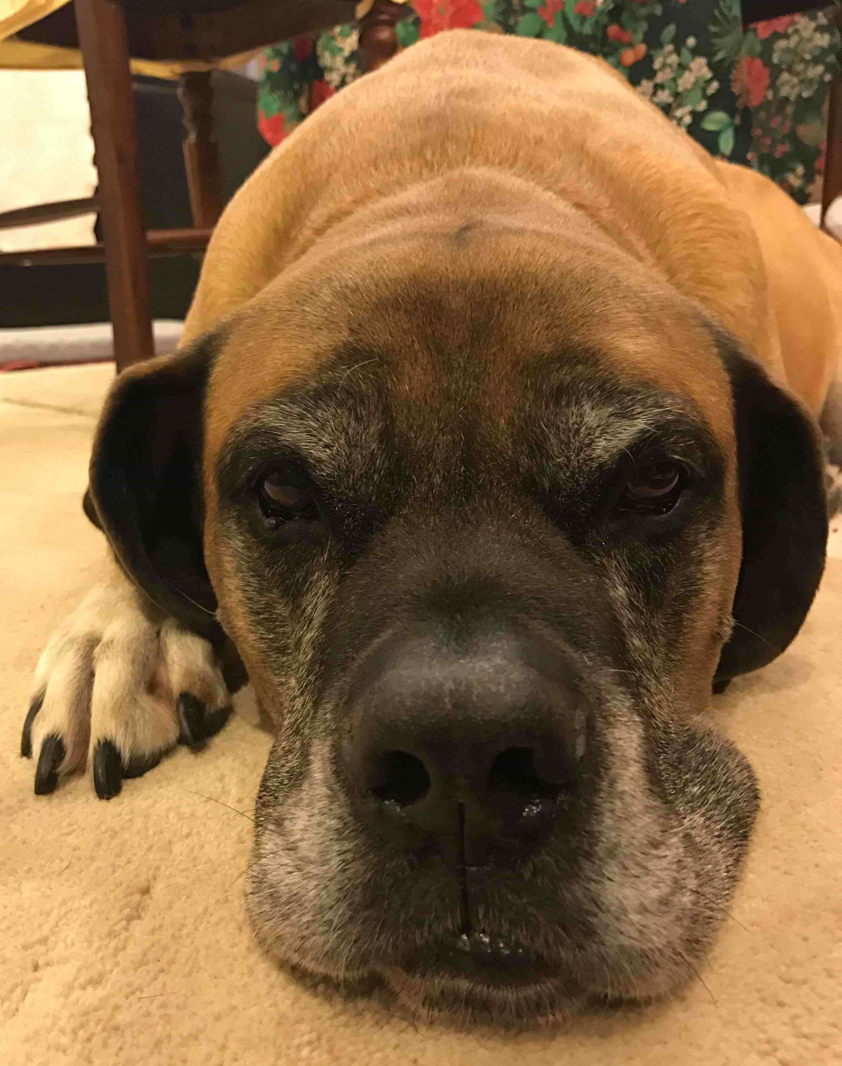 Mastiff — 3