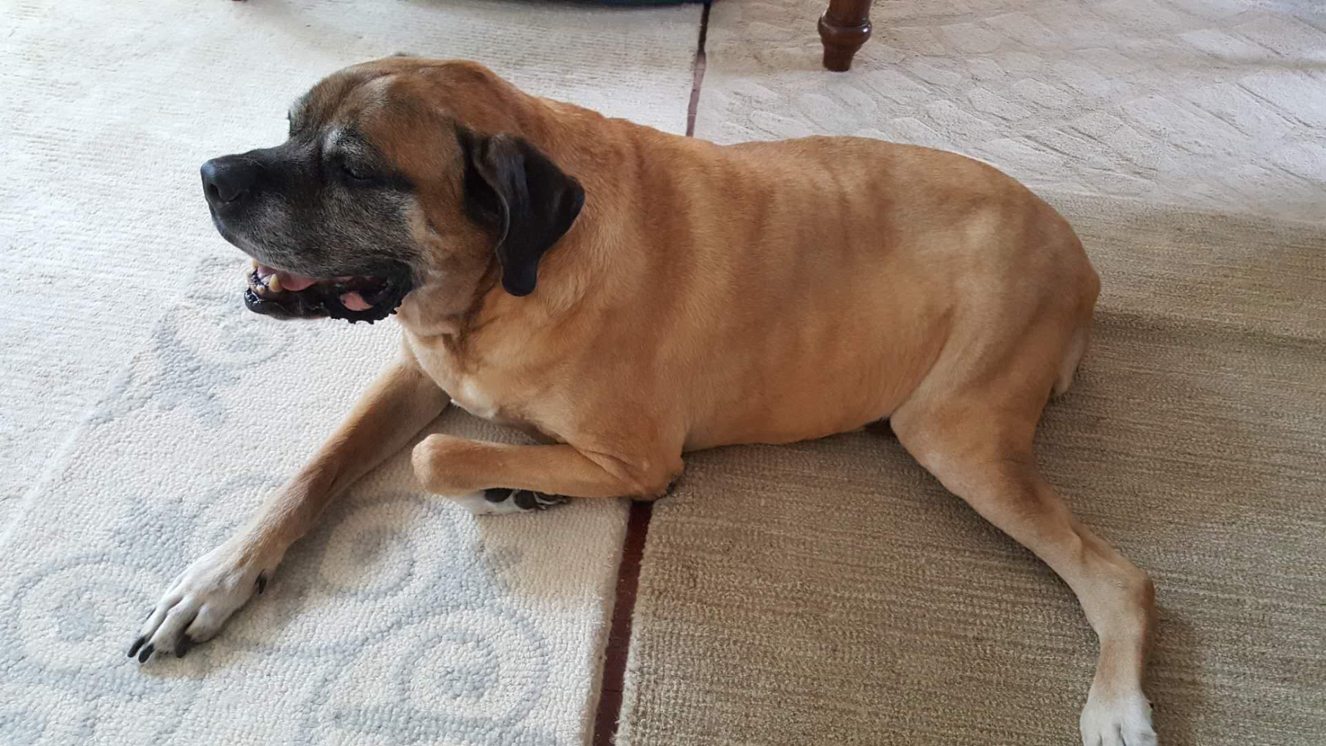Mastiff — 4
