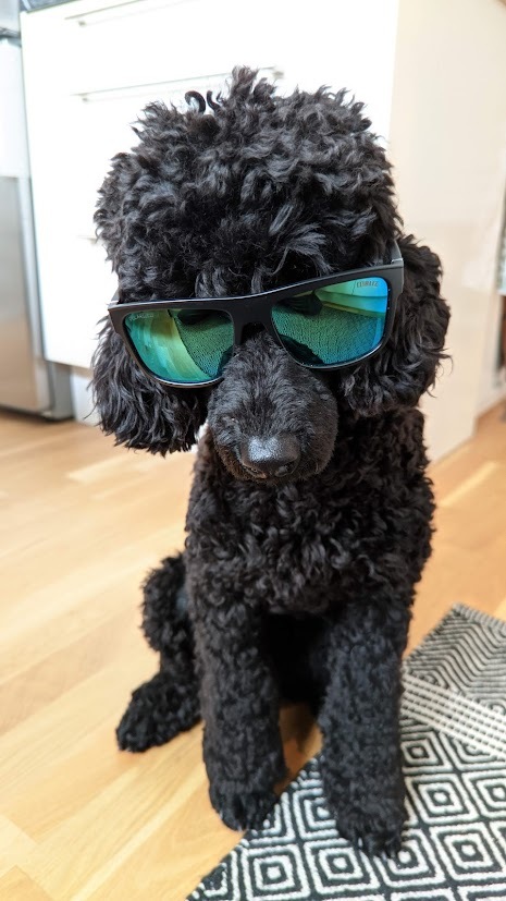 Medium Poodle — 1