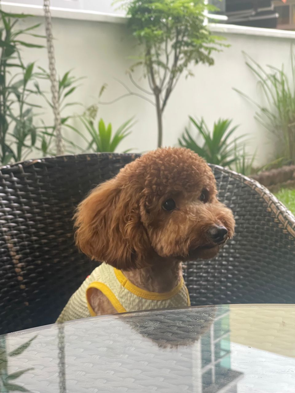 Medium Poodle — 2