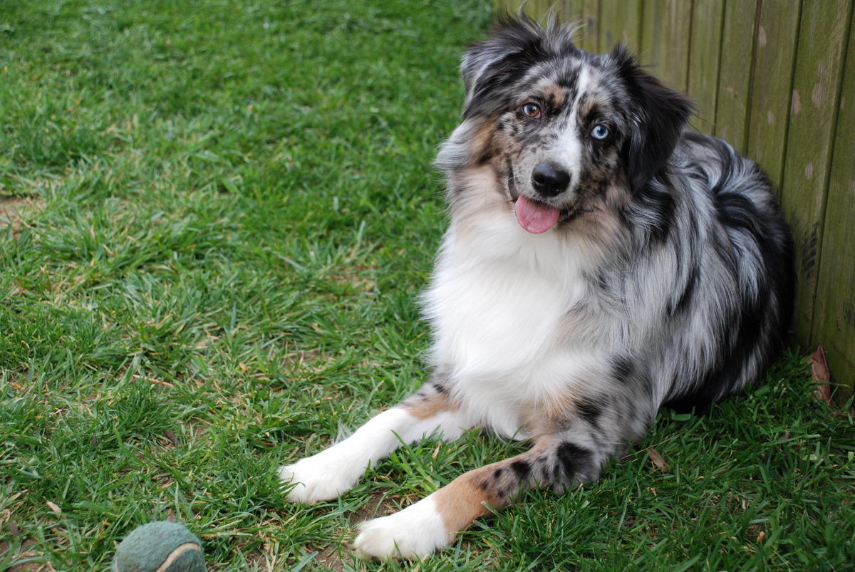 Miniature American Shepherd — 1