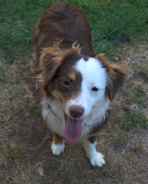 Miniature American Shepherd — 2