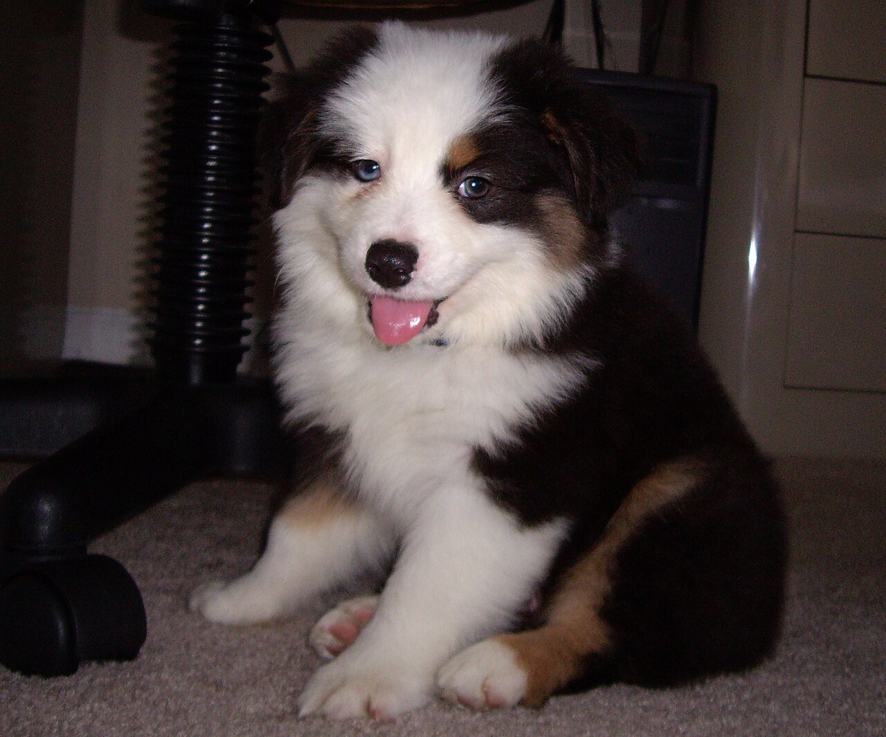 Miniature American Shepherd — 3