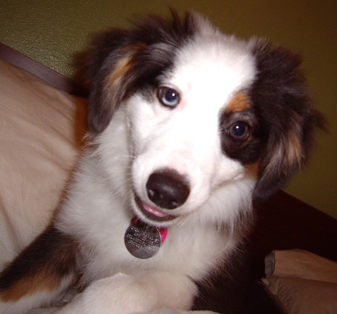 Miniature American Shepherd — 4