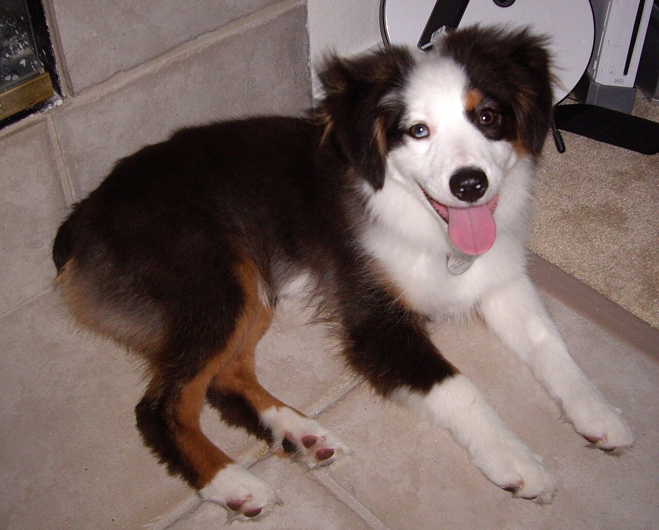 Miniature American Shepherd — 5