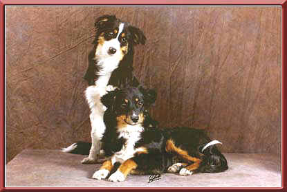 Miniature American Shepherd — 6