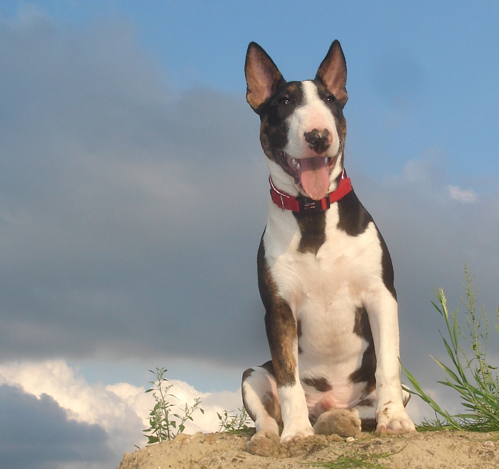 Miniature Bull Terrier — 1