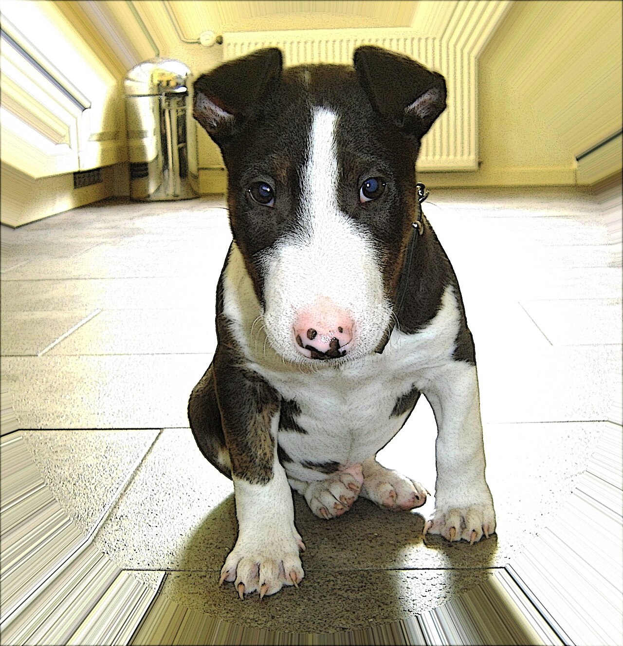 Miniature Bull Terrier — 2