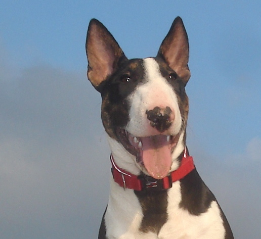 Miniature Bull Terrier — 3