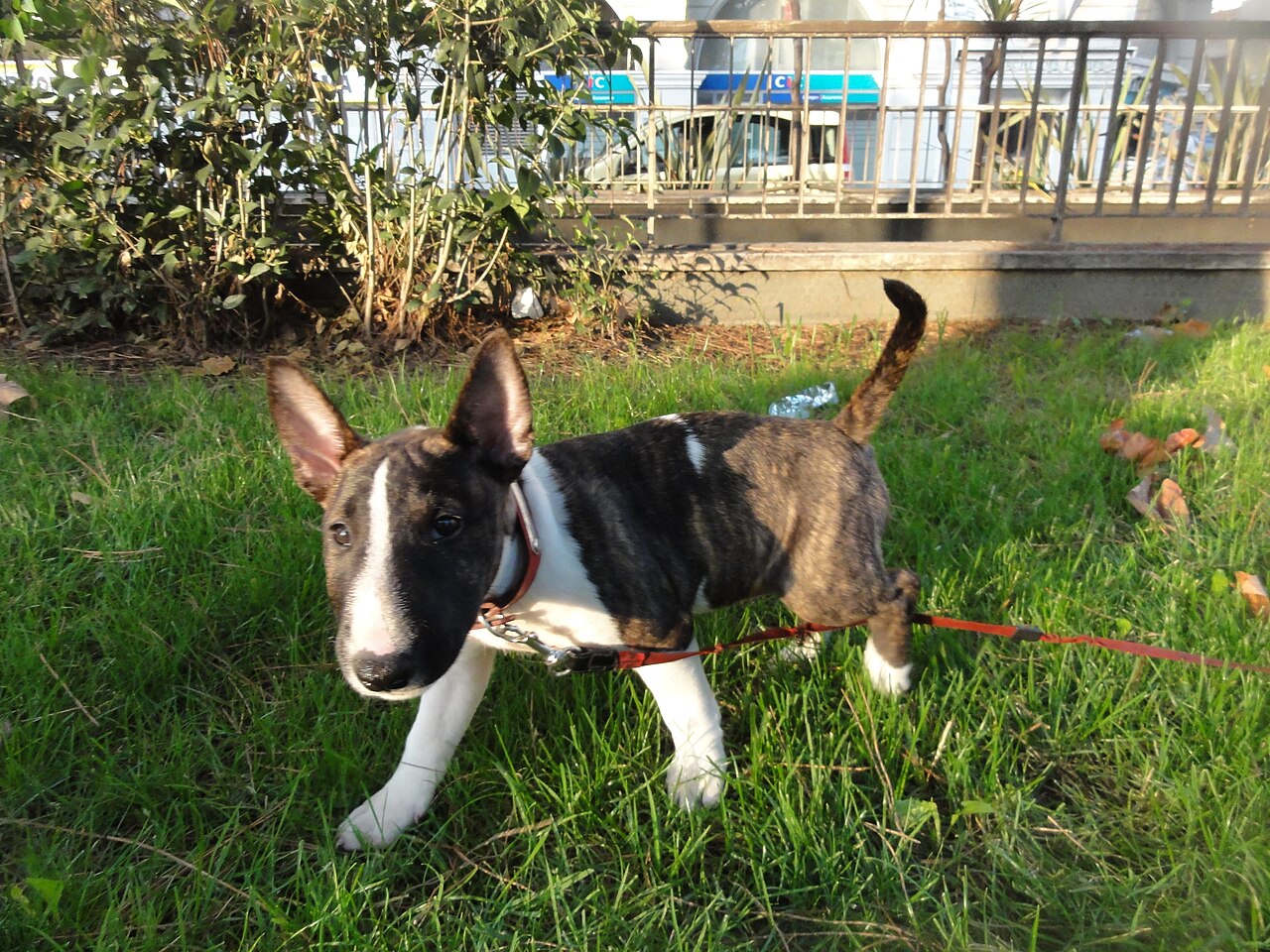 Miniature Bull Terrier — 4