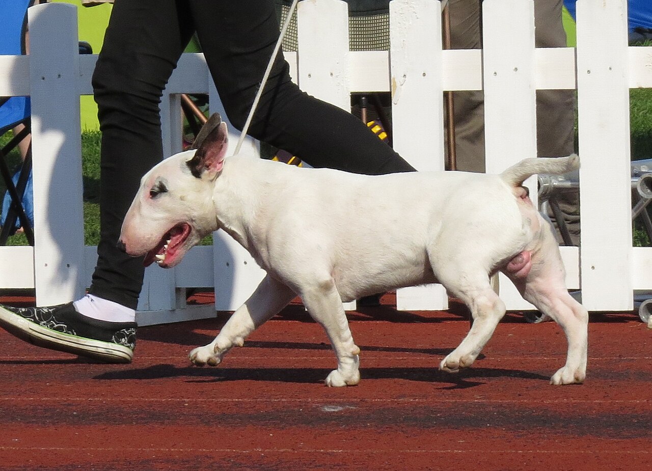 Miniature Bull Terrier — 5