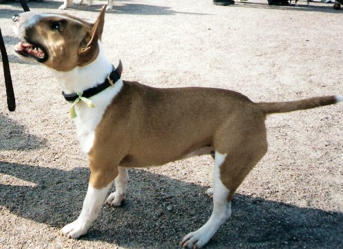 Miniature Bull Terrier — 6