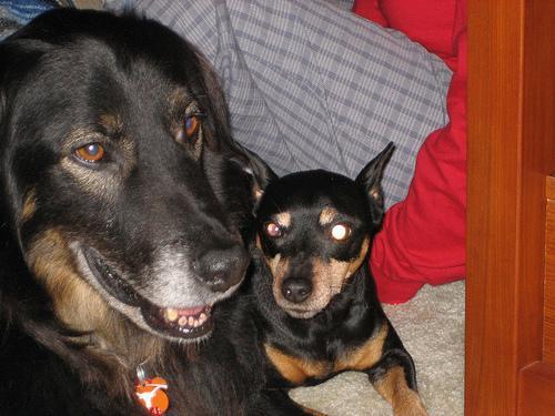 Miniature Pinscher — 1
