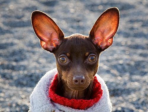 Miniature Pinscher — 2
