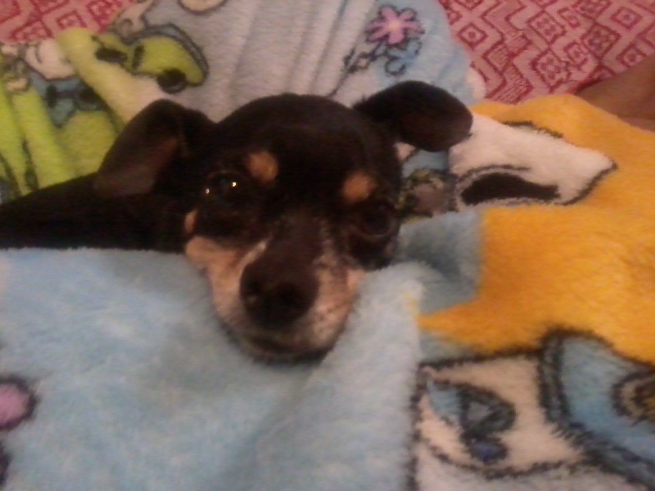 Miniature Pinscher — 3