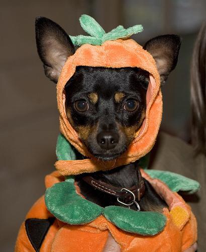 Miniature Pinscher — 4