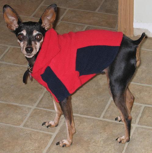 Miniature Pinscher — 5