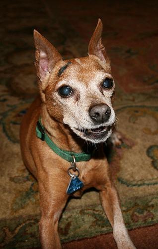 Miniature Pinscher — 6