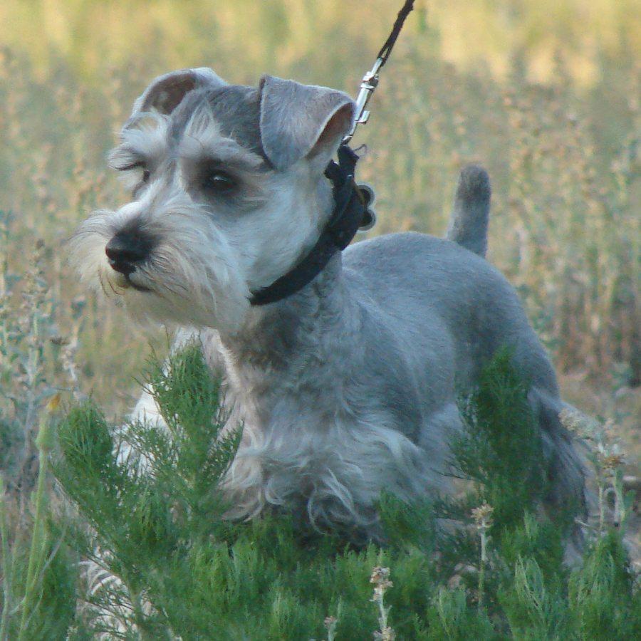 Miniature Schnauzer — 1