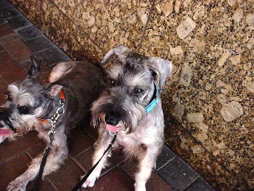 Miniature Schnauzer — 2