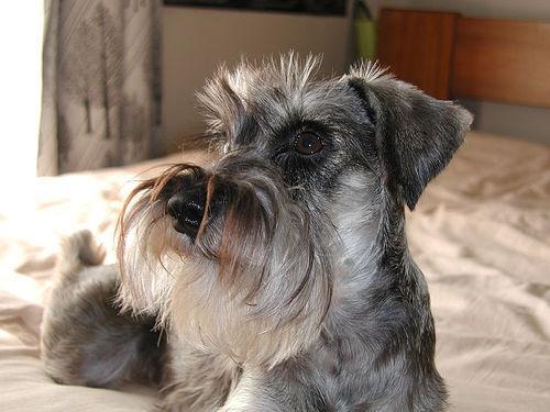 Miniature Schnauzer — 3