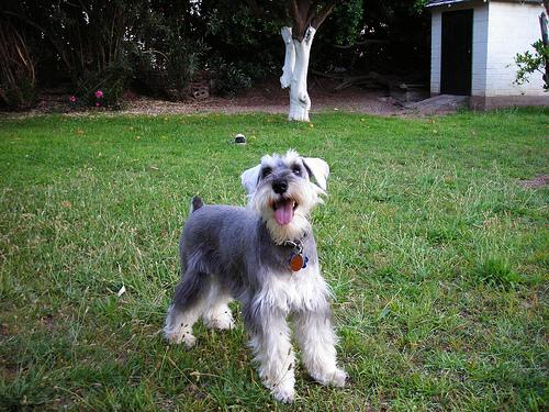 Miniature Schnauzer — 4