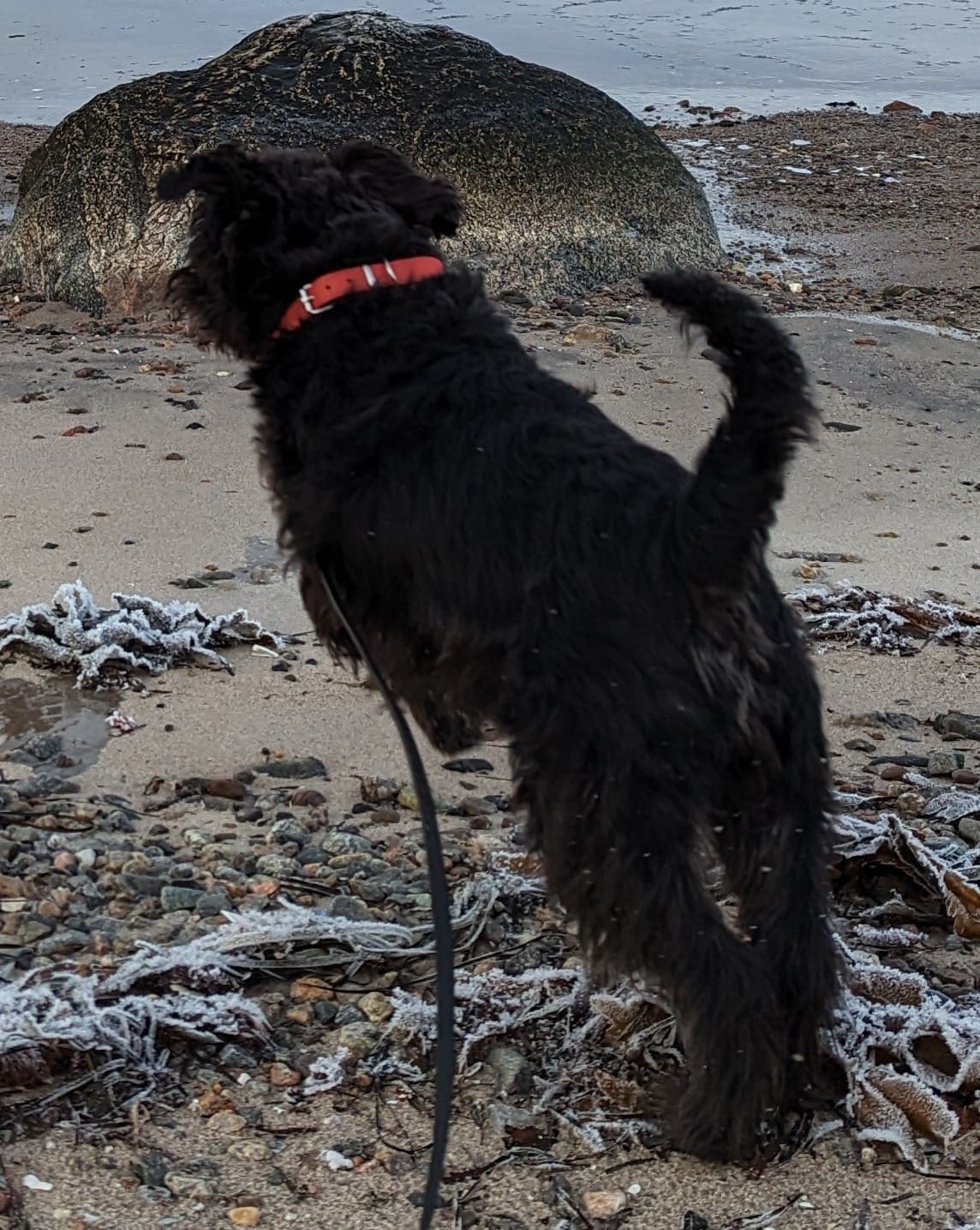 Miniature Schnauzer — 5